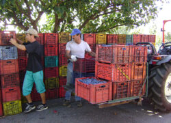 vendemmia_etna_rosso1