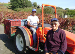 vendemmia_etna_rosso2