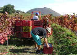 vendemmia_etna_rosso4