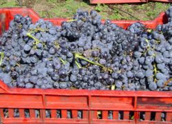 vendemmia_etna_rosso5