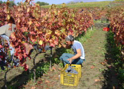 vendemmia_etna_rosso6