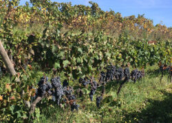 vendemmia_etna_rosso7
