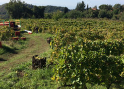 vendemmia_etna-bianco1