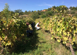 vendemmia_etna-bianco2