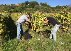 vendemmia_etna-bianco3