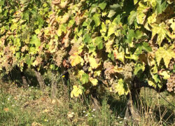 vendemmia_etna-bianco4